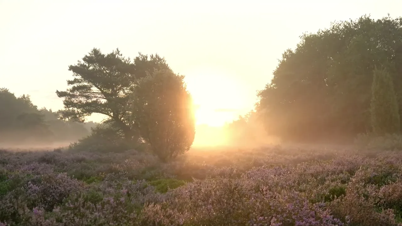 Blühende Heidelandschaft in der Lüneburger Heide